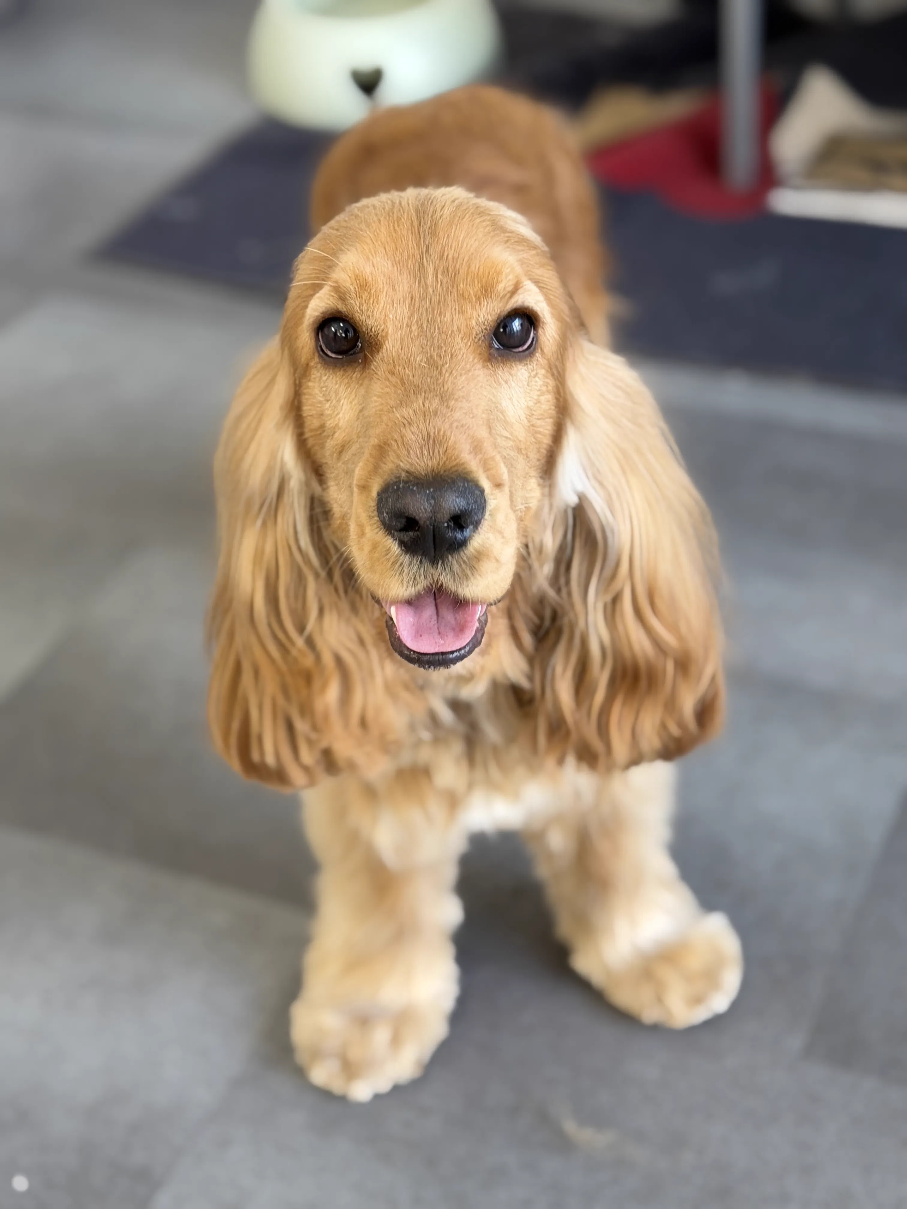 Ohrenpflege für Hunde – schonend und sicher